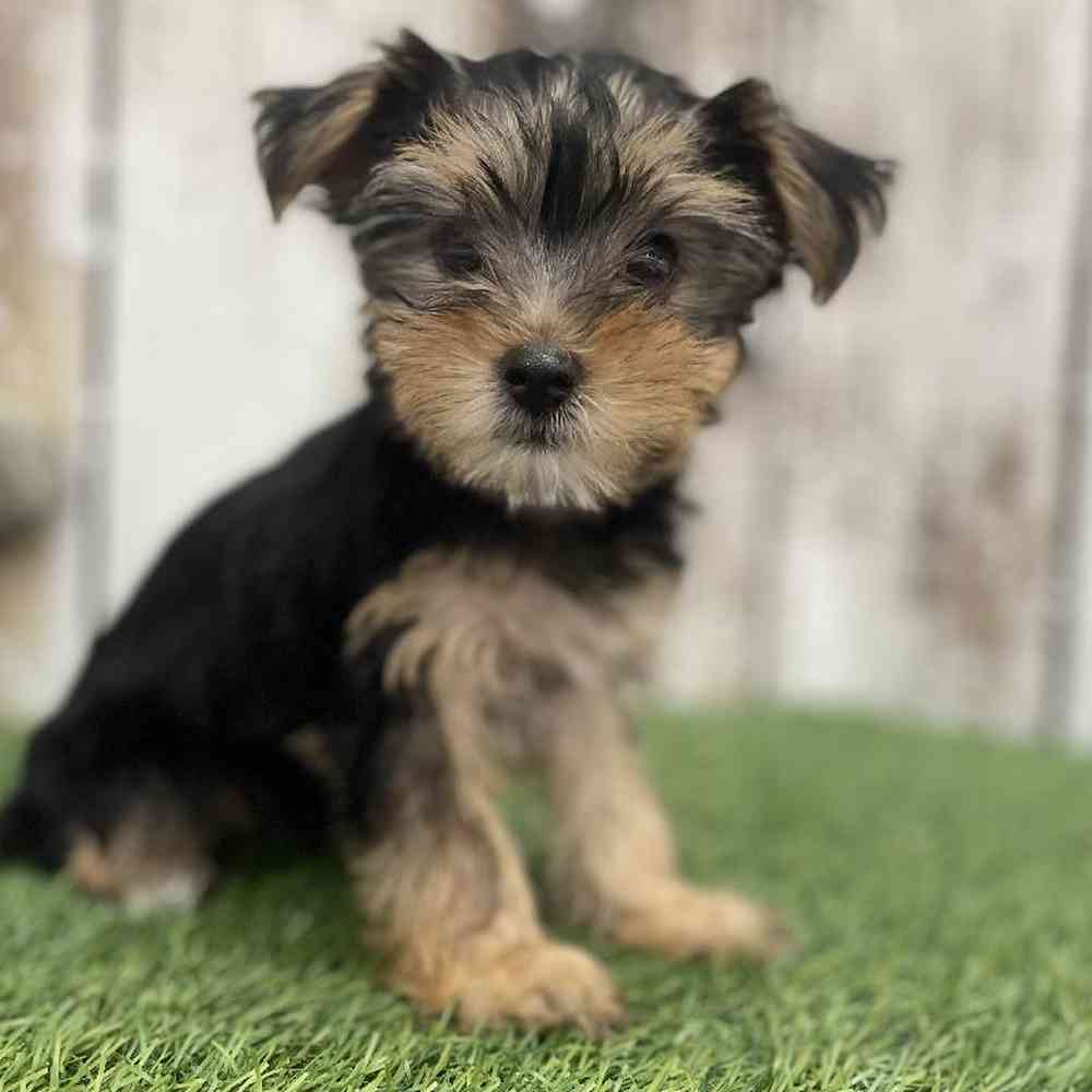 Female Yorkshire Terrier Puppy for Sale in Braintree, MA