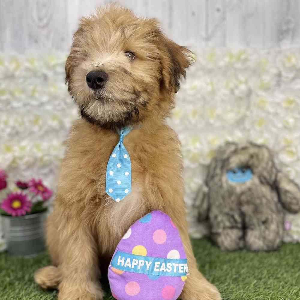 Male Soft Coated Wheaten Terrier Puppy for Sale in Braintree, MA