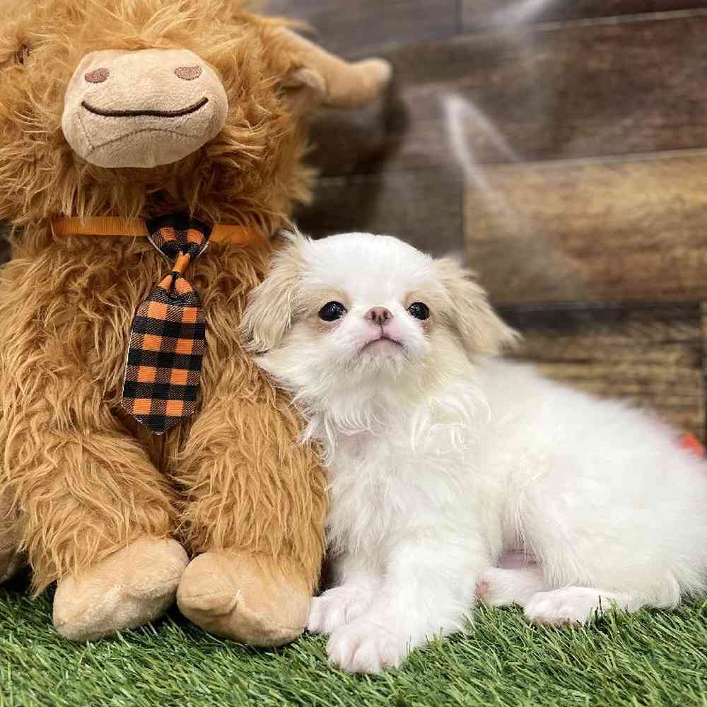 Male Japanese Chin Puppy for Sale in Braintree, MA