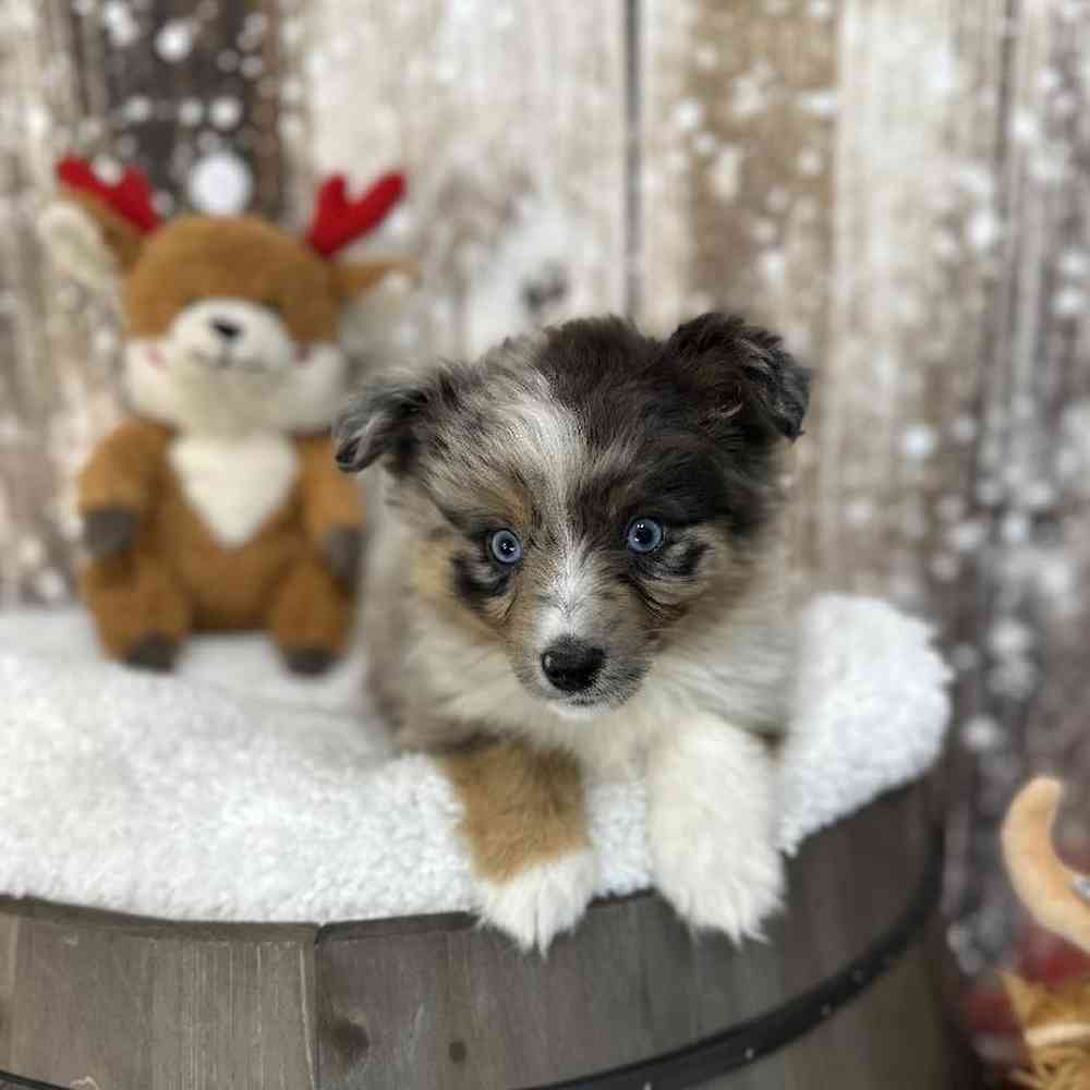 Male Miniature Australian Shepherd Puppy for Sale in Saugus, MA