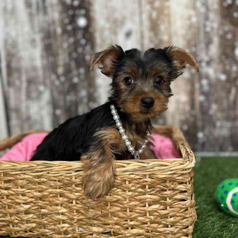 Female Yorkshire Terrier Puppy for Sale in Saugus, MA