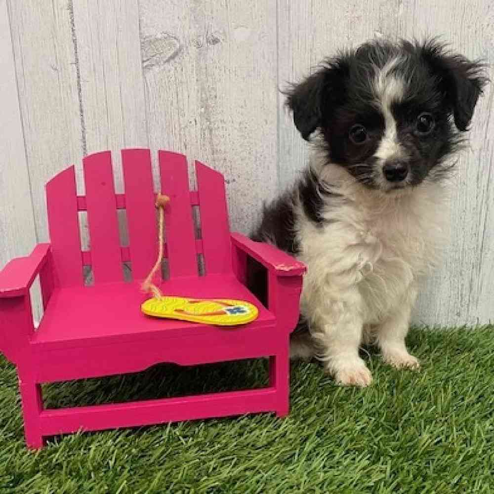 Male Mini Aussiedoodle Puppy for Sale in Braintree, MA