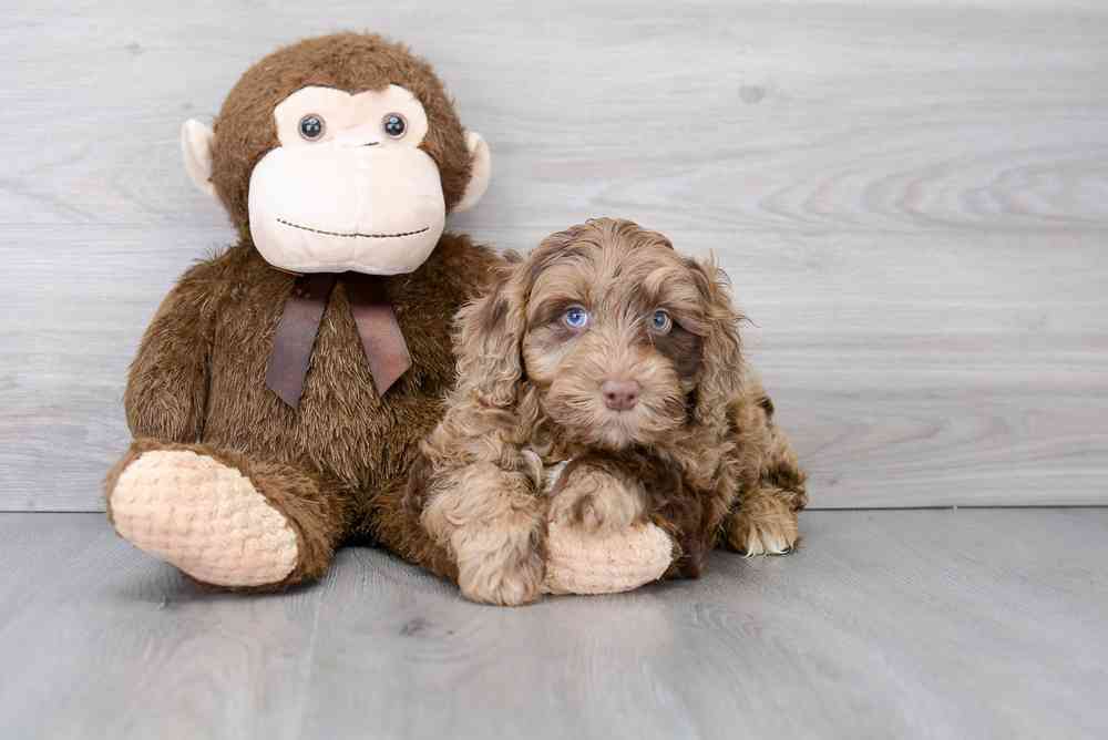mini-portidoodle-rango-9124722853733960.jpg