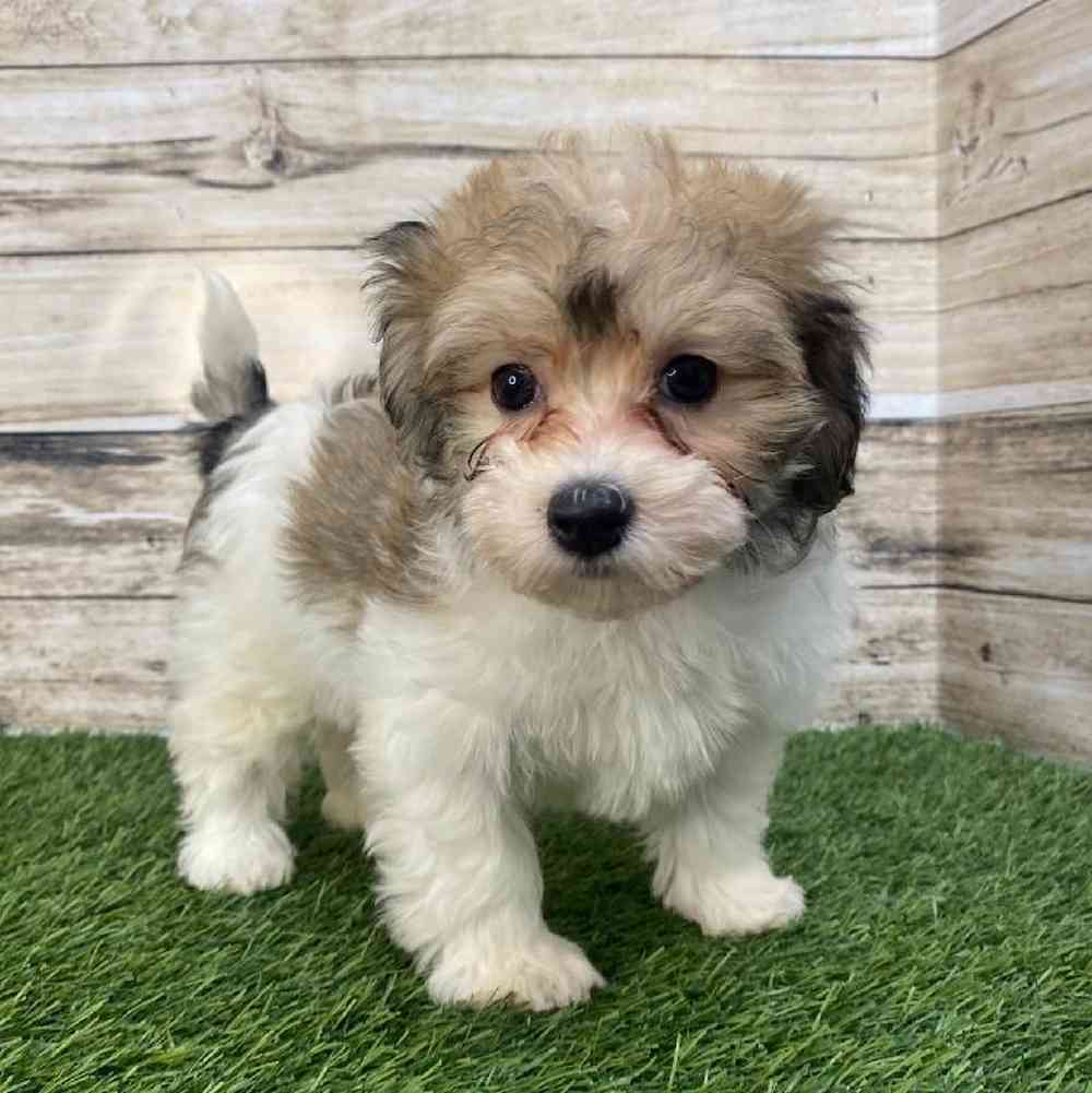 Female Hava-Chon Puppy for Sale in Saugus, MA