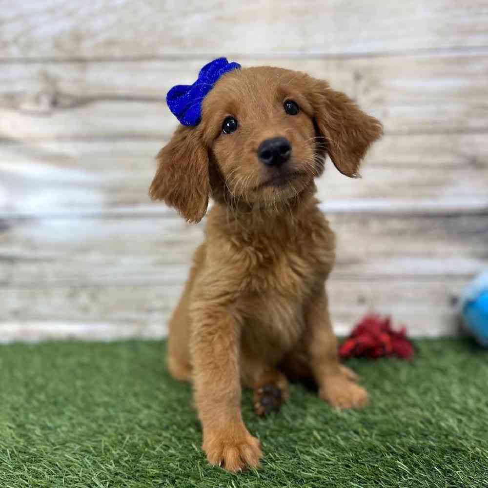 Female Golden Retriever Puppy for Sale in Saugus, MA