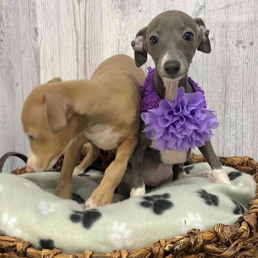 Female Italian Greyhound Puppy for Sale in Saugus, MA