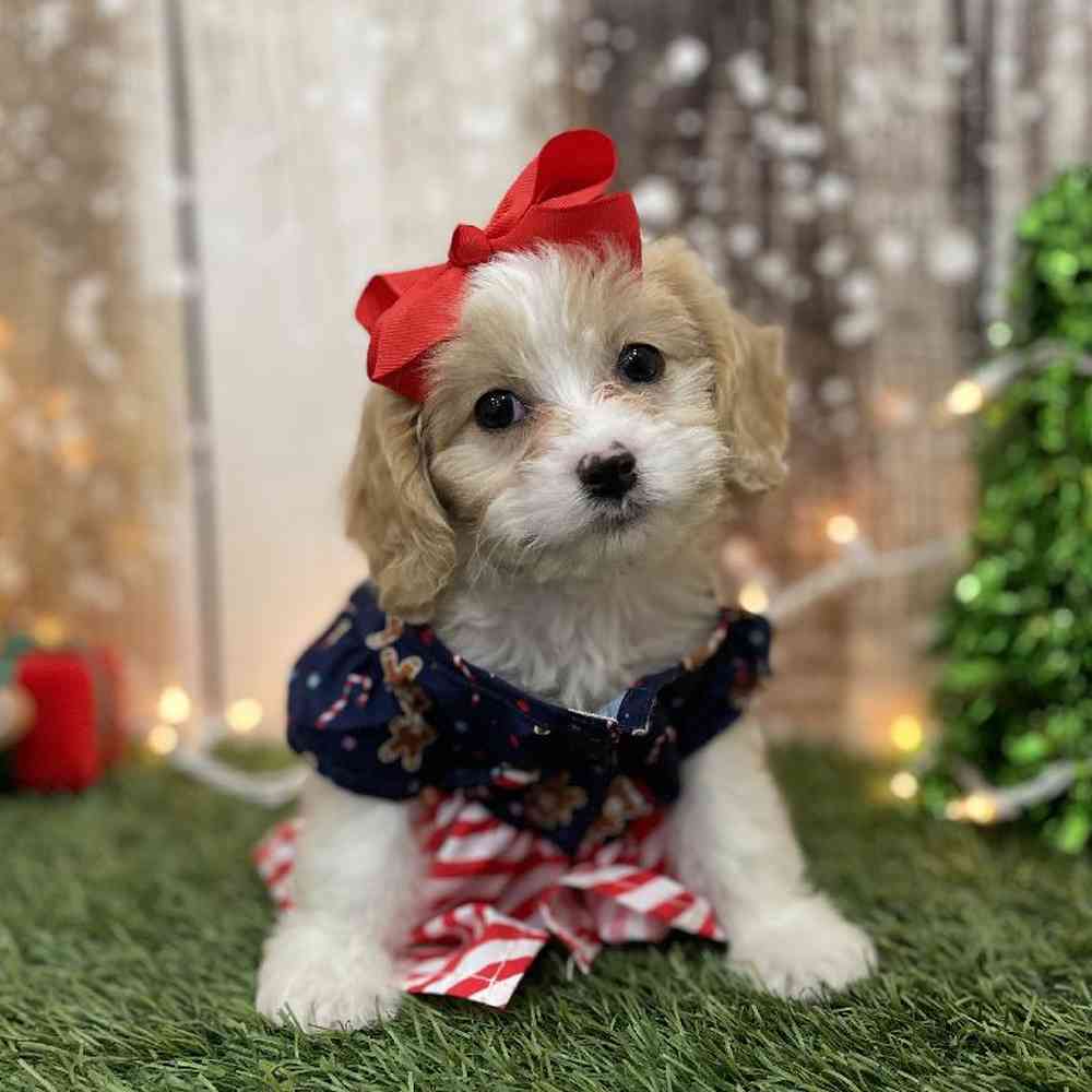 Female Cavapoo Puppy for Sale in Braintree, MA