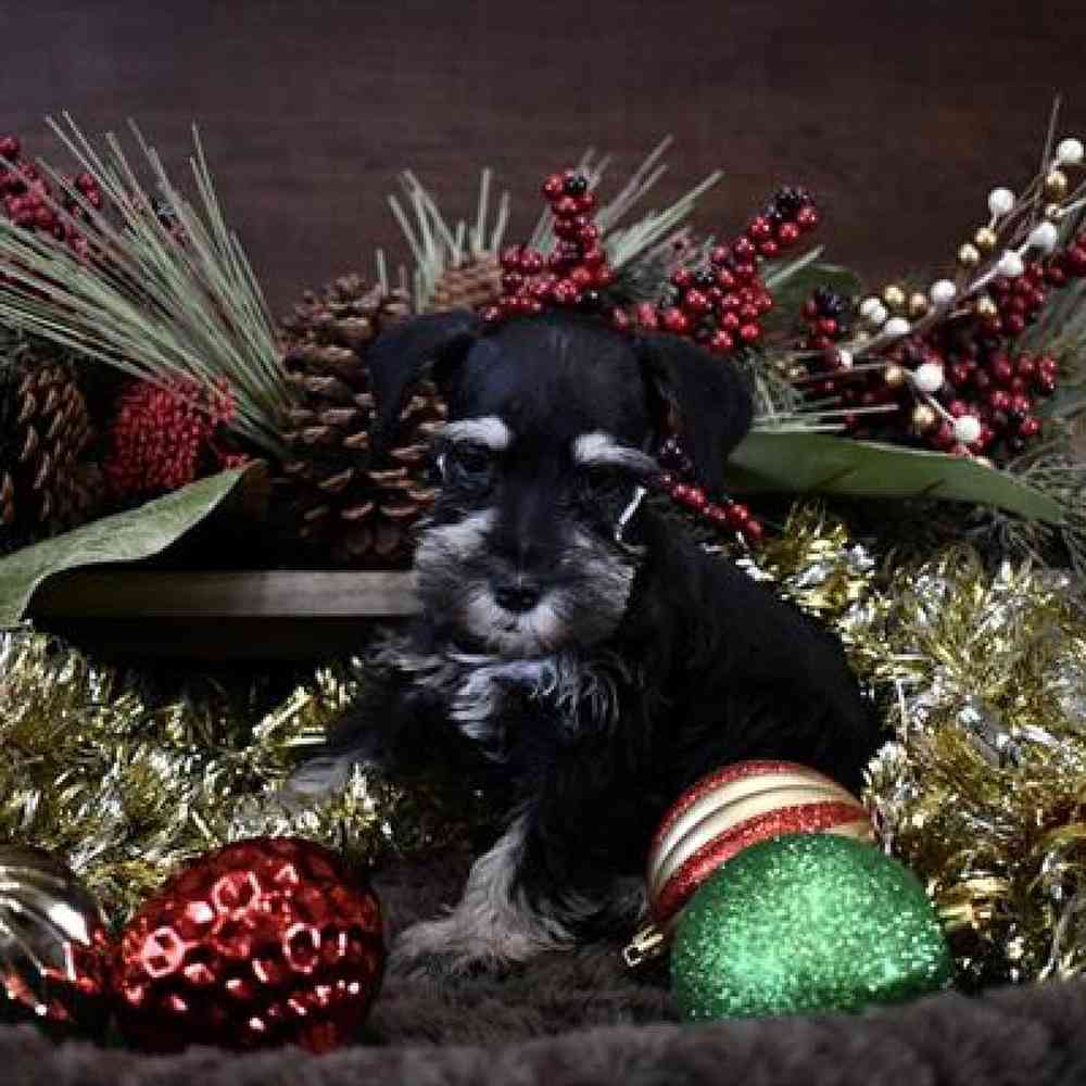 Female Miniature Schnauzer Puppy for Sale in Saugus, MA
