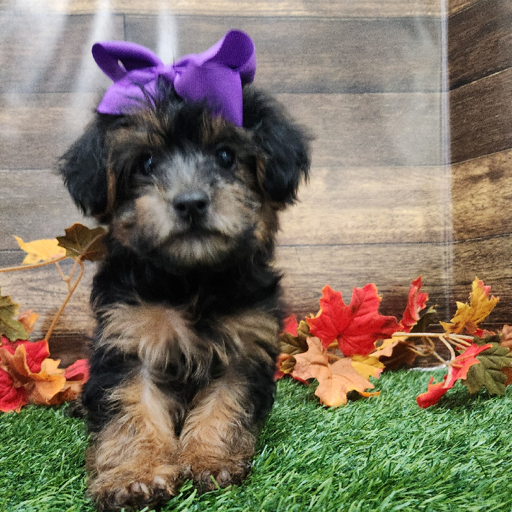 Female Yorkie-Poo Puppy for Sale in Braintree, MA