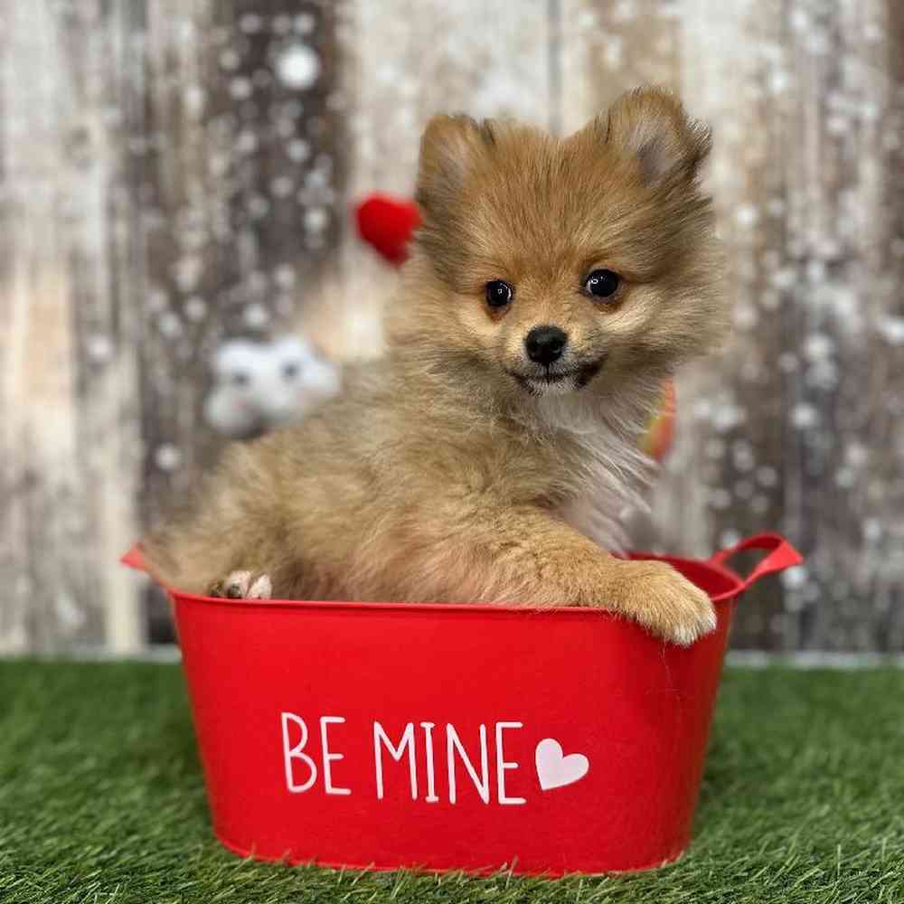 Female Pomeranian Puppy for Sale in Saugus, MA