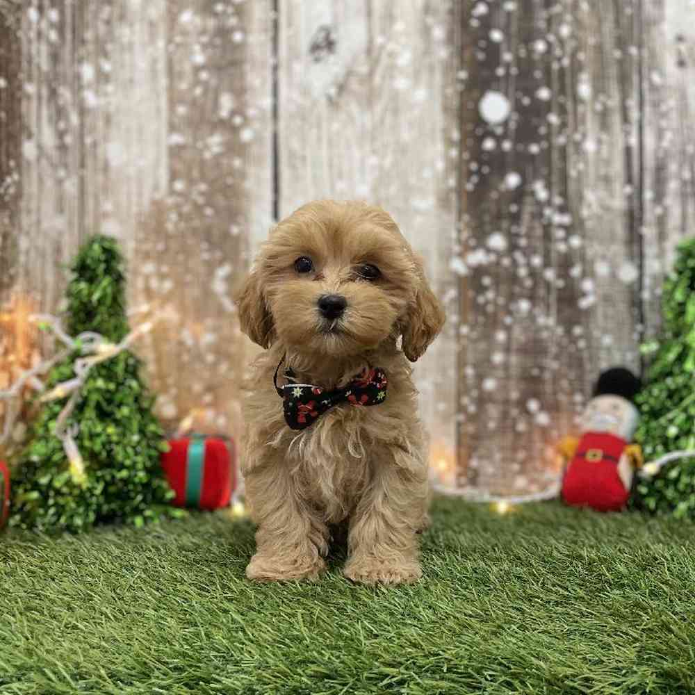 Male Shih-Poo Puppy for Sale in Braintree, MA