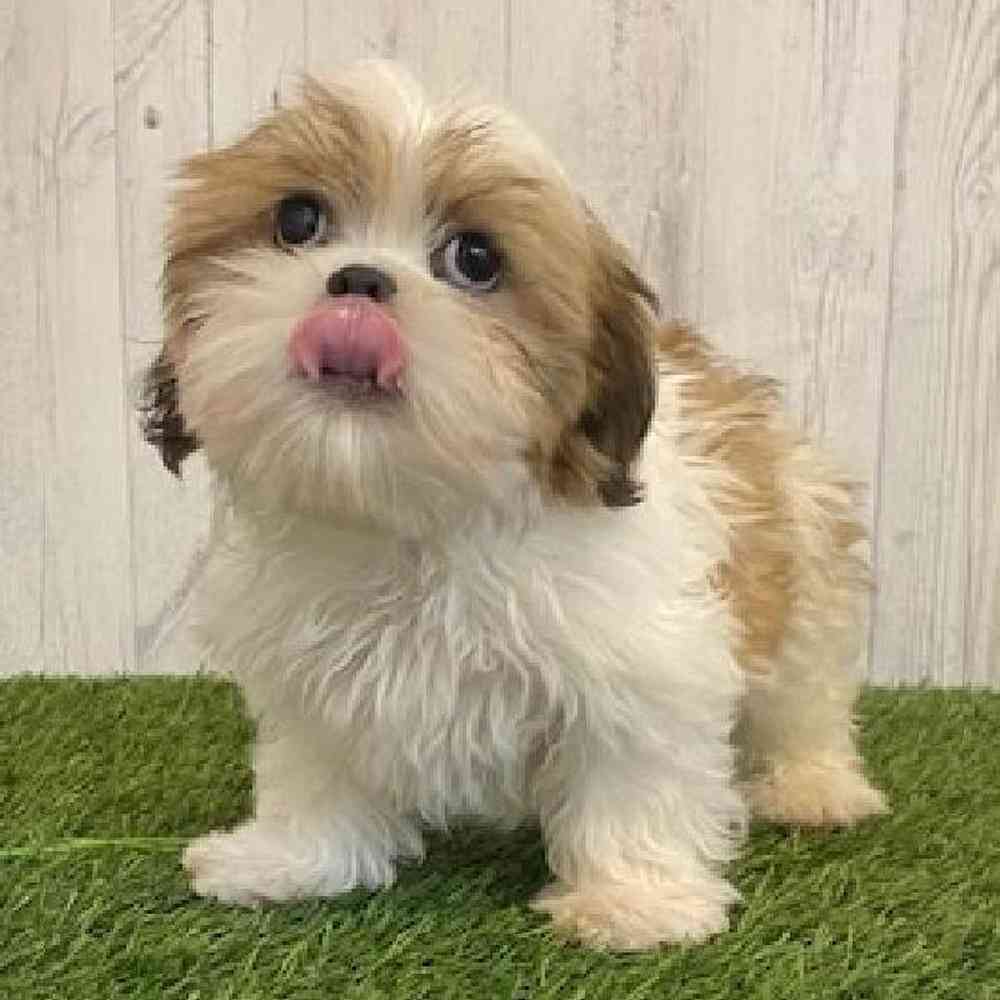 Male Shih Tzu Puppy for sale