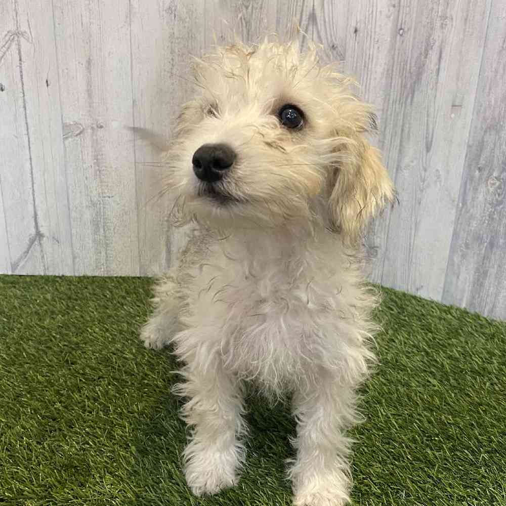 Male Chonzer (Bichon/Min Schnauzer) Puppy for sale