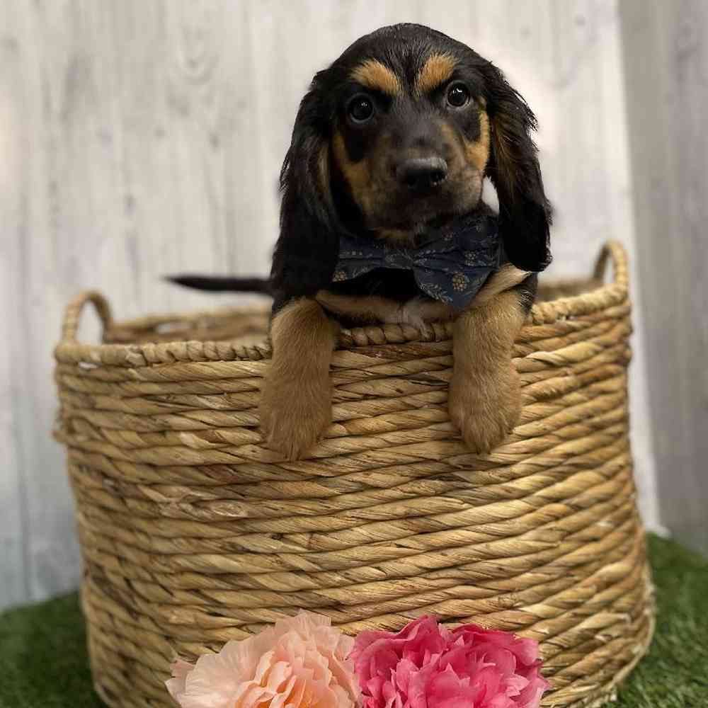 Cotralian (Mini Aussie/Cocker Spaniel) For Sale Pet Express Braintree