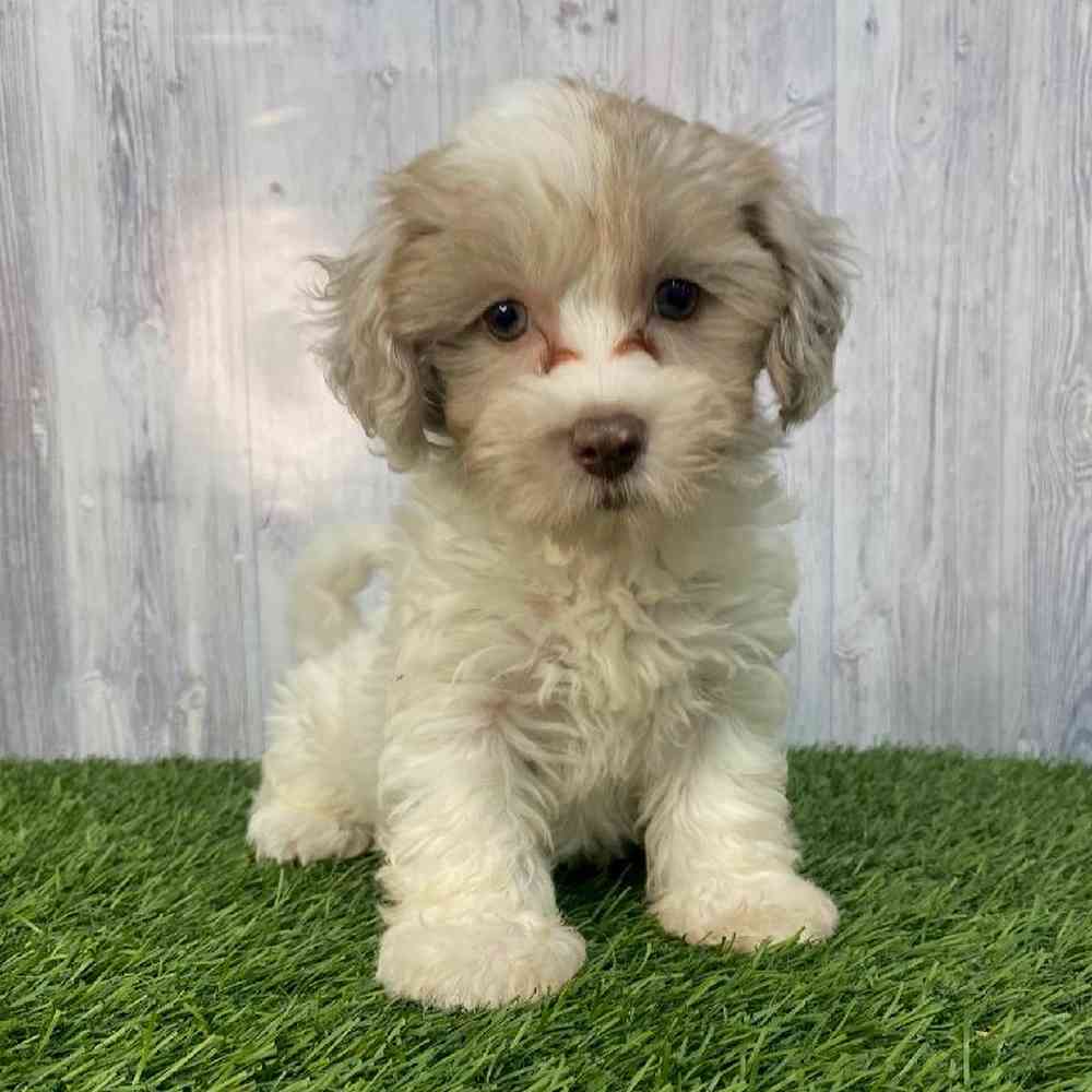 Female Havapoo Puppy for Sale in Saugus, MA