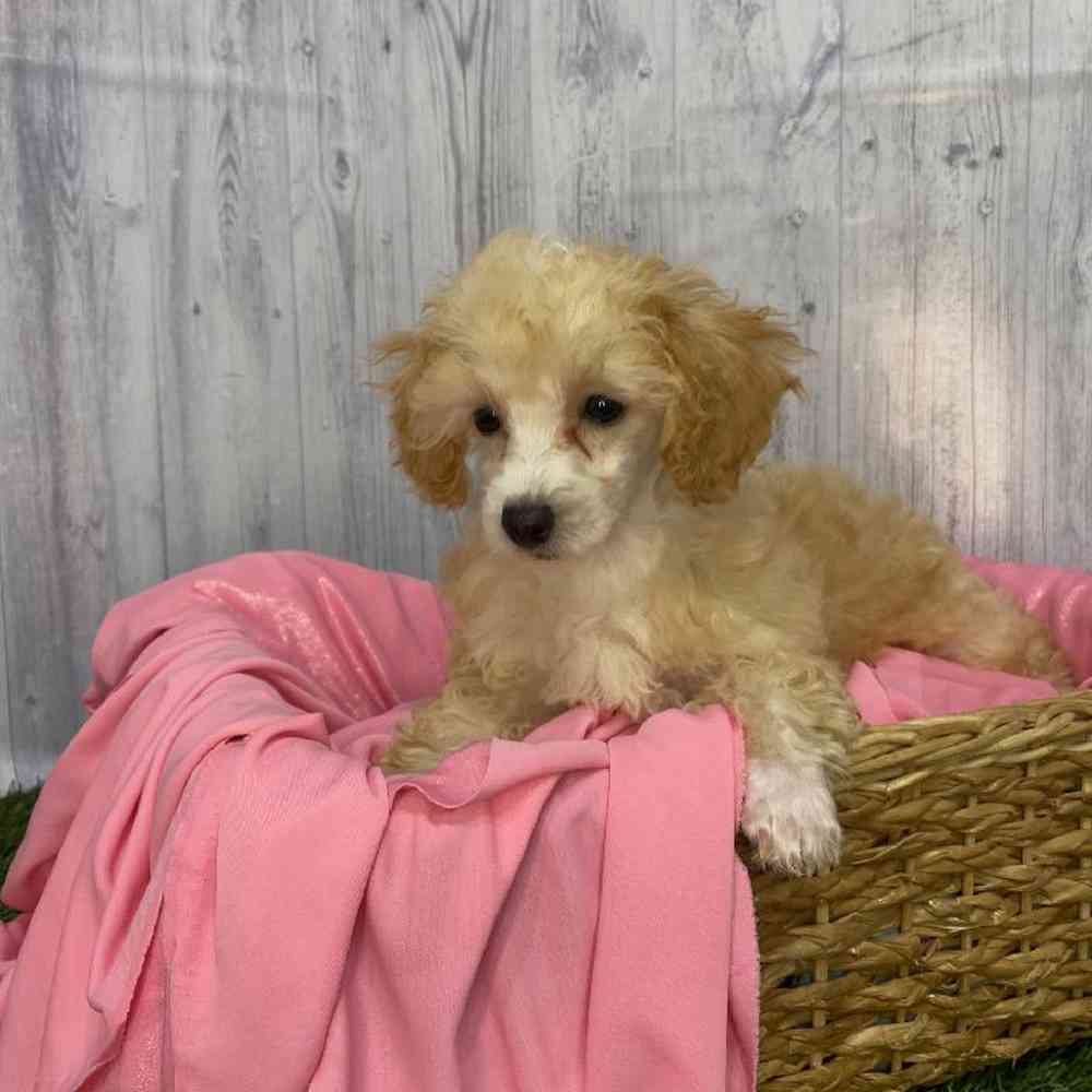 Female Poodle Toy Puppy for Sale in Saugus, MA