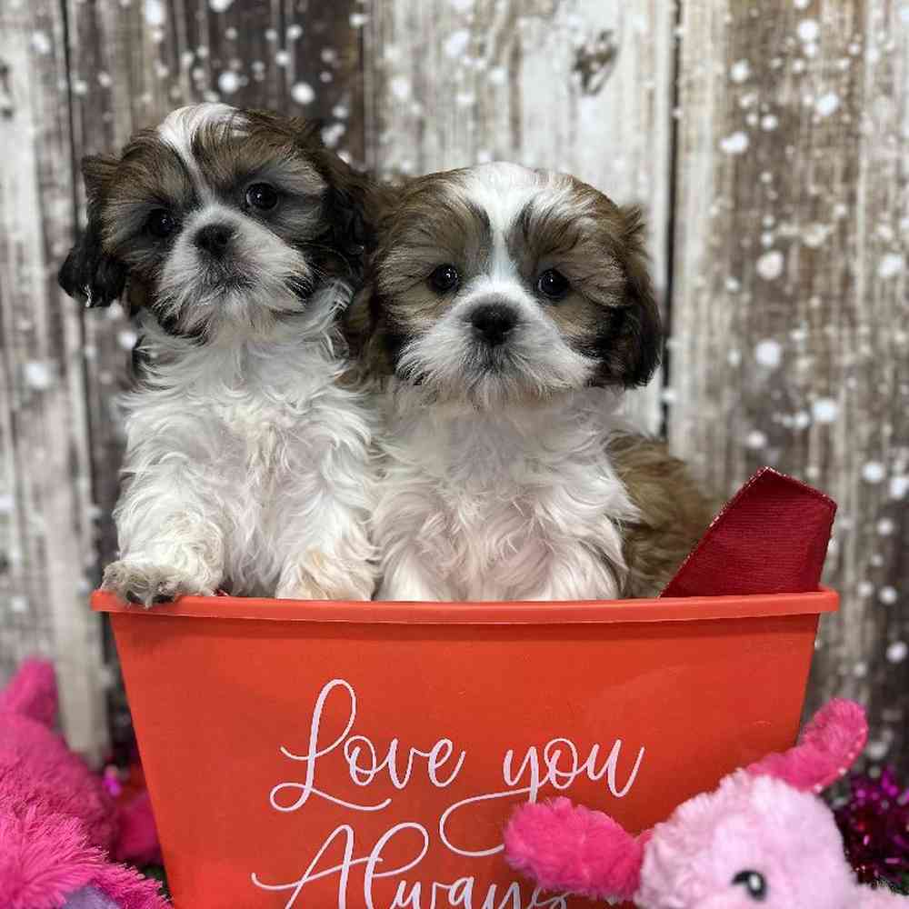 Male Shih Tzu Puppy for Sale in Saugus, MA