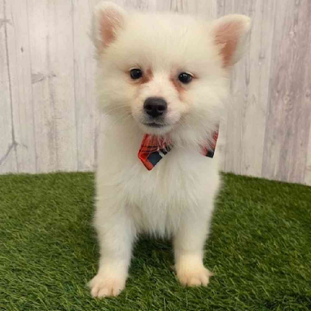 Male American Eskimo Puppy for sale