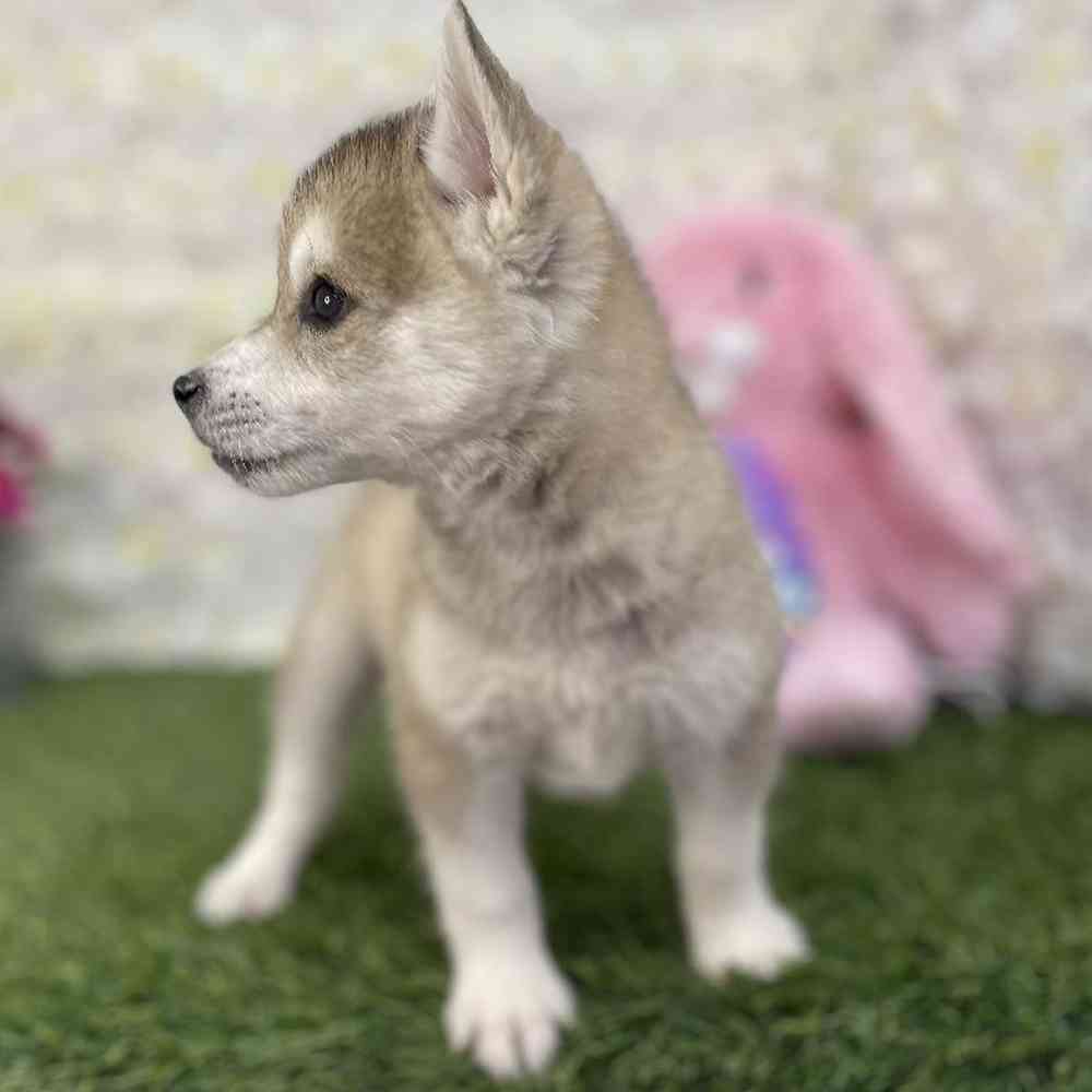 Female Alaskan Klee Kai Puppy for Sale in Braintree, MA