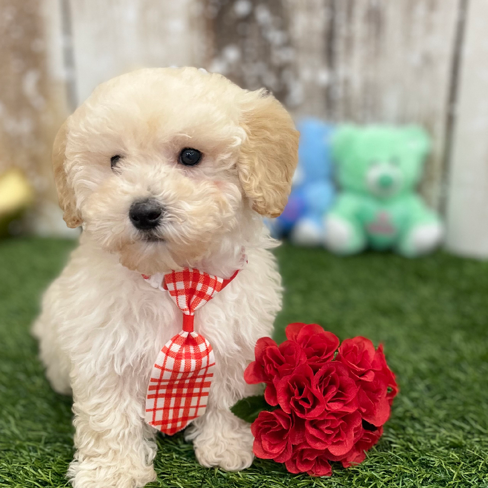 Male Bichon-Poodle 2nd Gen Puppy for Sale in Braintree, MA