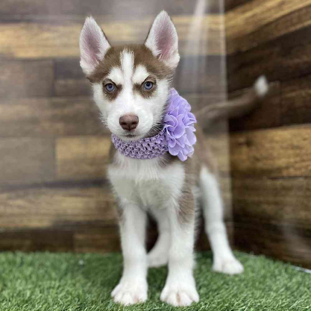Female Siberian Husky Puppy for Sale in Braintree, MA