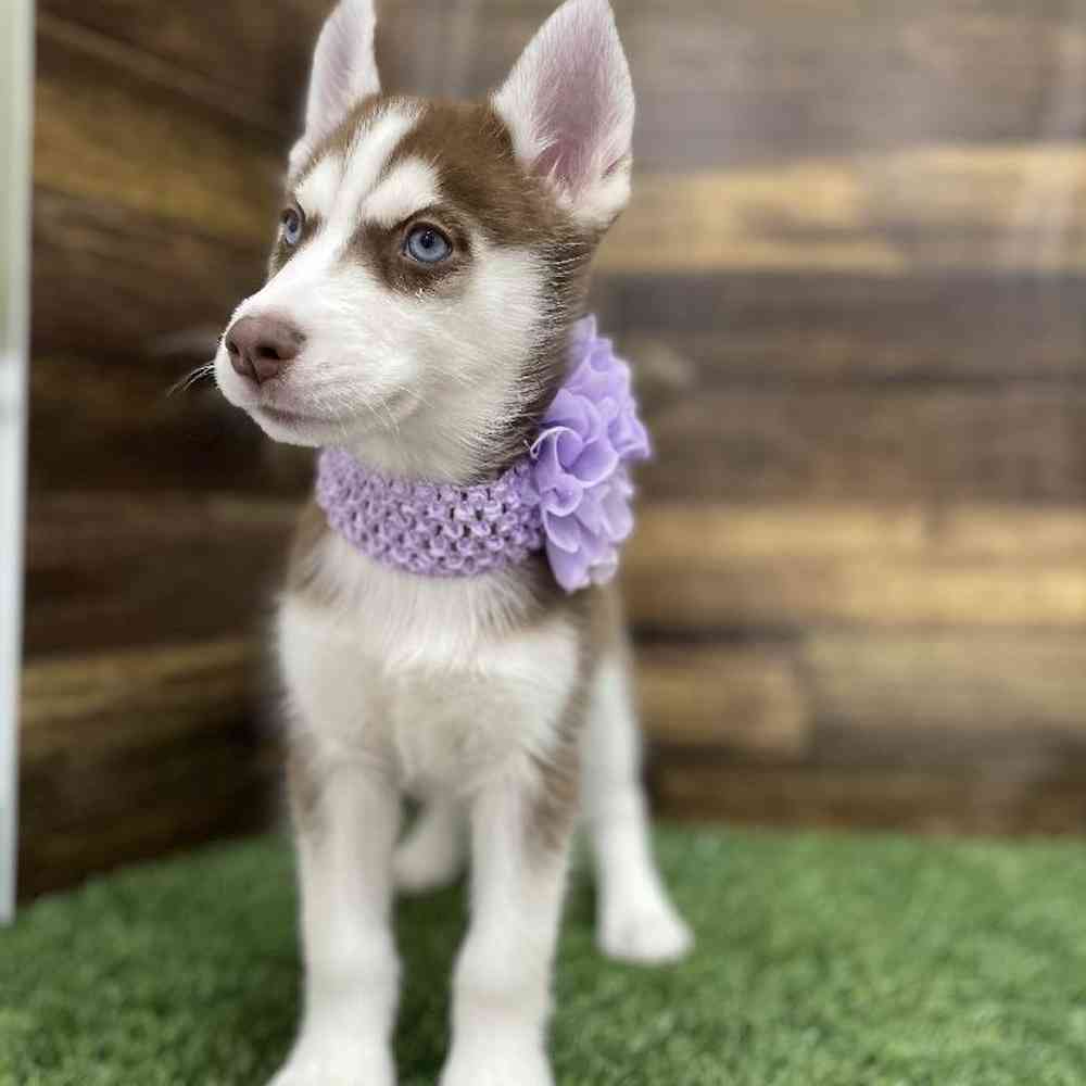 Female Siberian Husky Puppy for Sale in Braintree, MA
