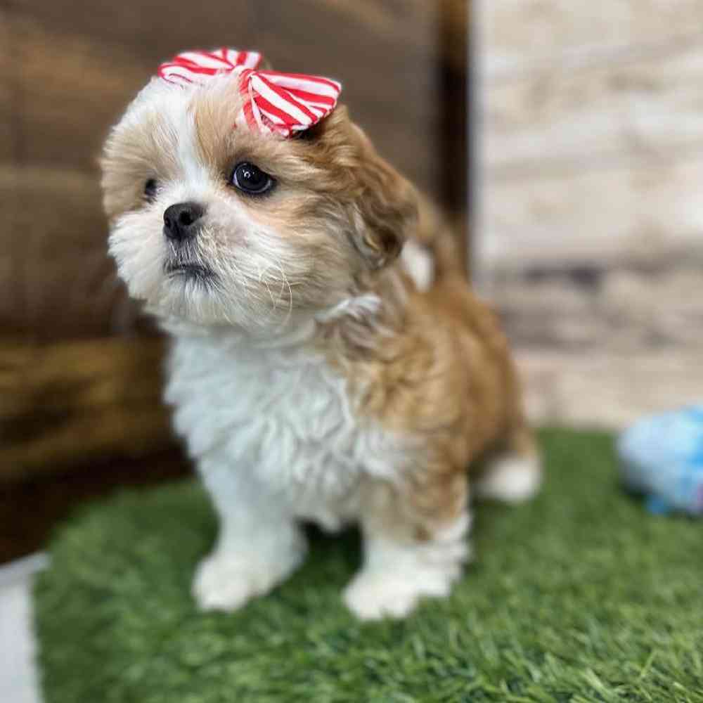 Female Shih Tzu Puppy for Sale in Saugus, MA