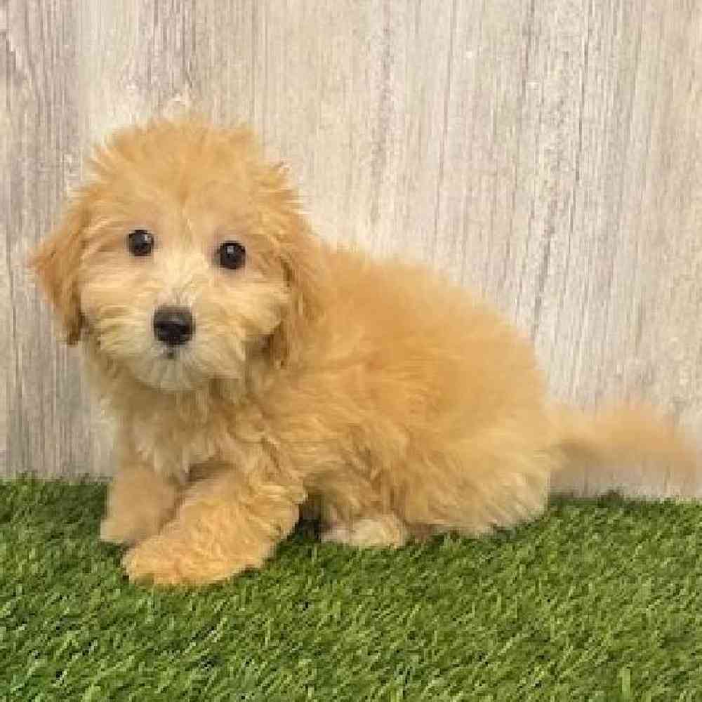 Female Malti-Poo Puppy for sale
