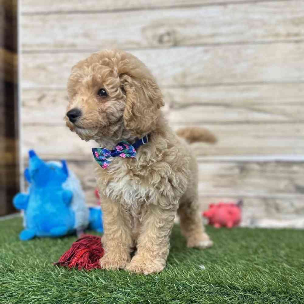 Male Mini Goldendoodle F1BB Puppy for Sale in Saugus, MA