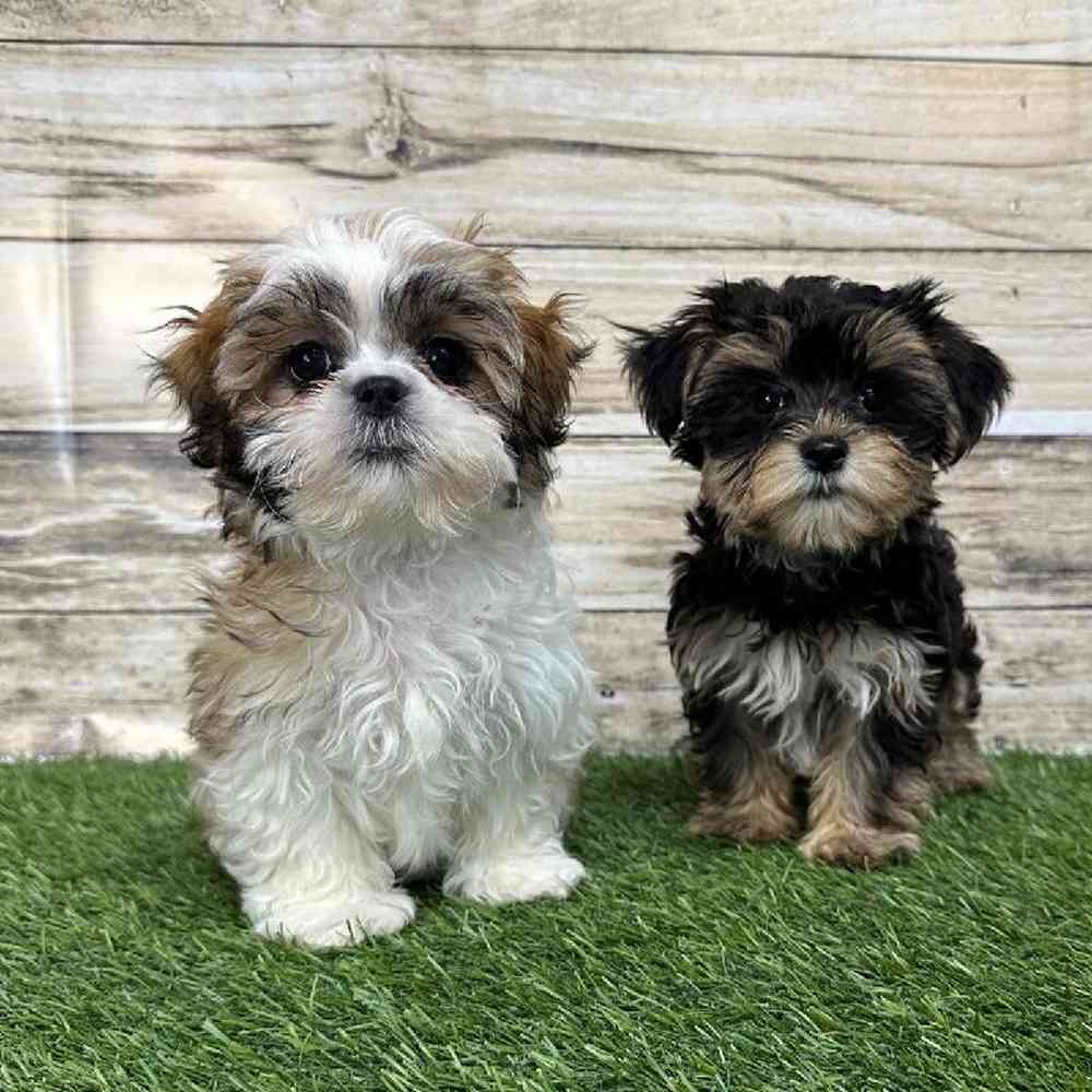 Male Morkie Puppy for Sale in Saugus, MA