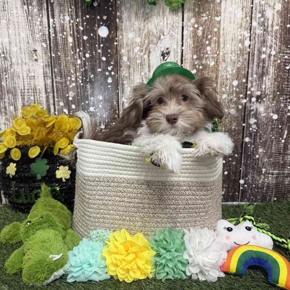 Male Havanese Puppy for Sale in Saugus, MA