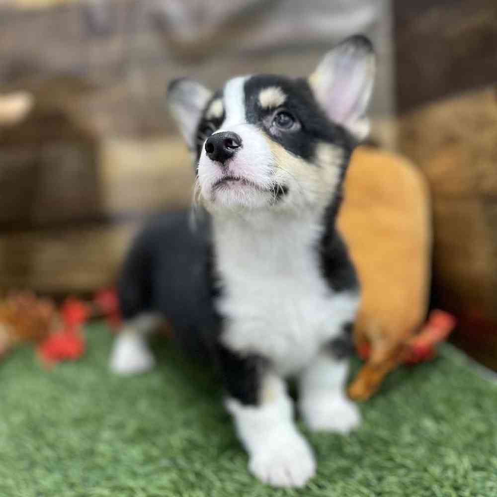 Female Pembroke Welsh Corgi Puppy for Sale in Braintree, MA
