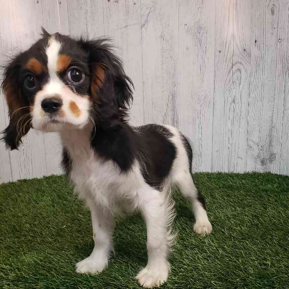 Male Cavalier King Charles Spaniel Puppy for sale