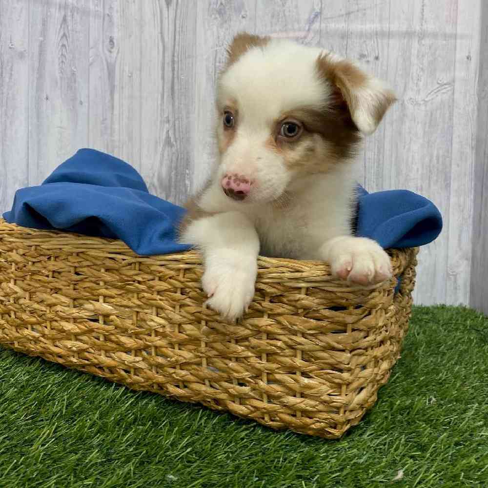 Male Australian Shepherd Puppy for Sale in Saugus, MA
