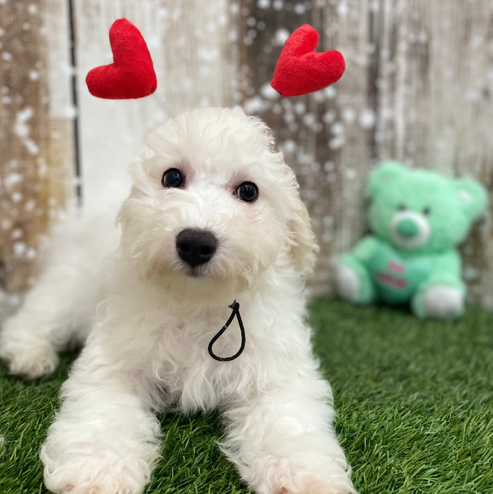 Male Bichon Frise Puppy for Sale in Braintree, MA