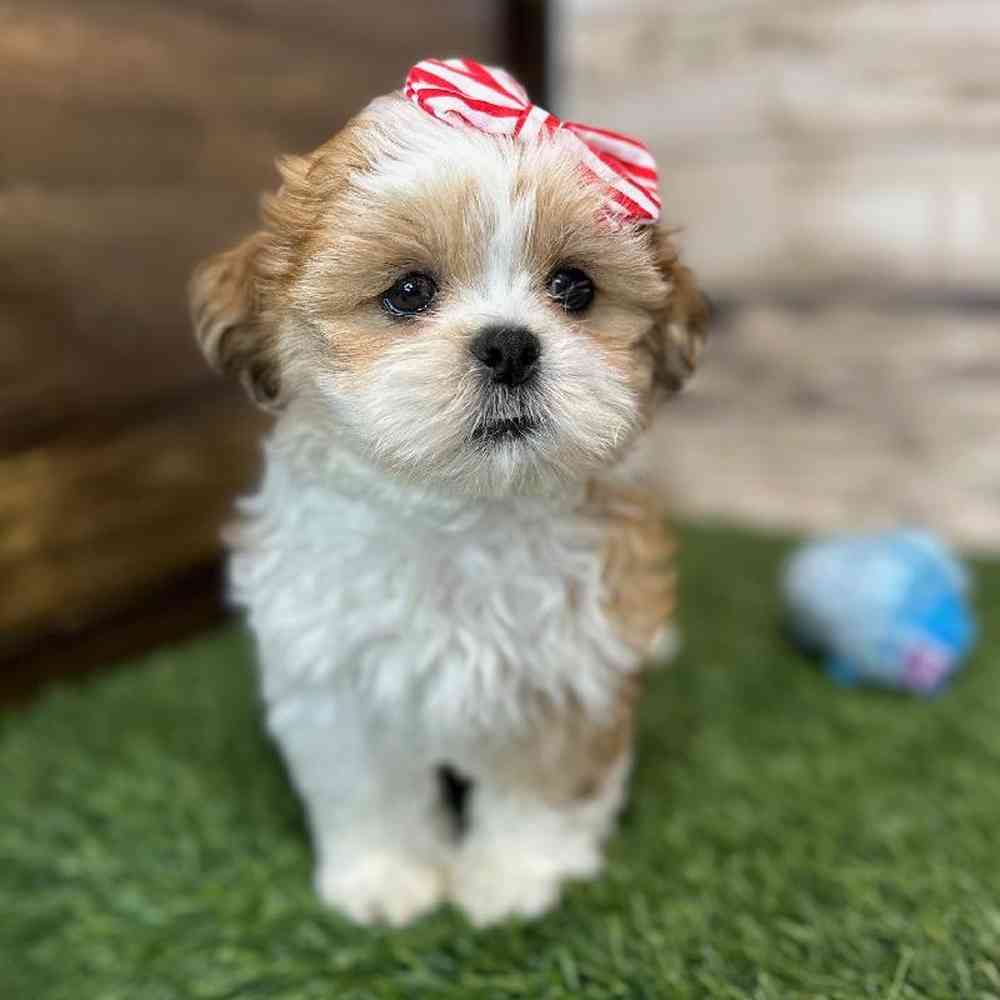 Female Shih Tzu Puppy for Sale in Saugus, MA