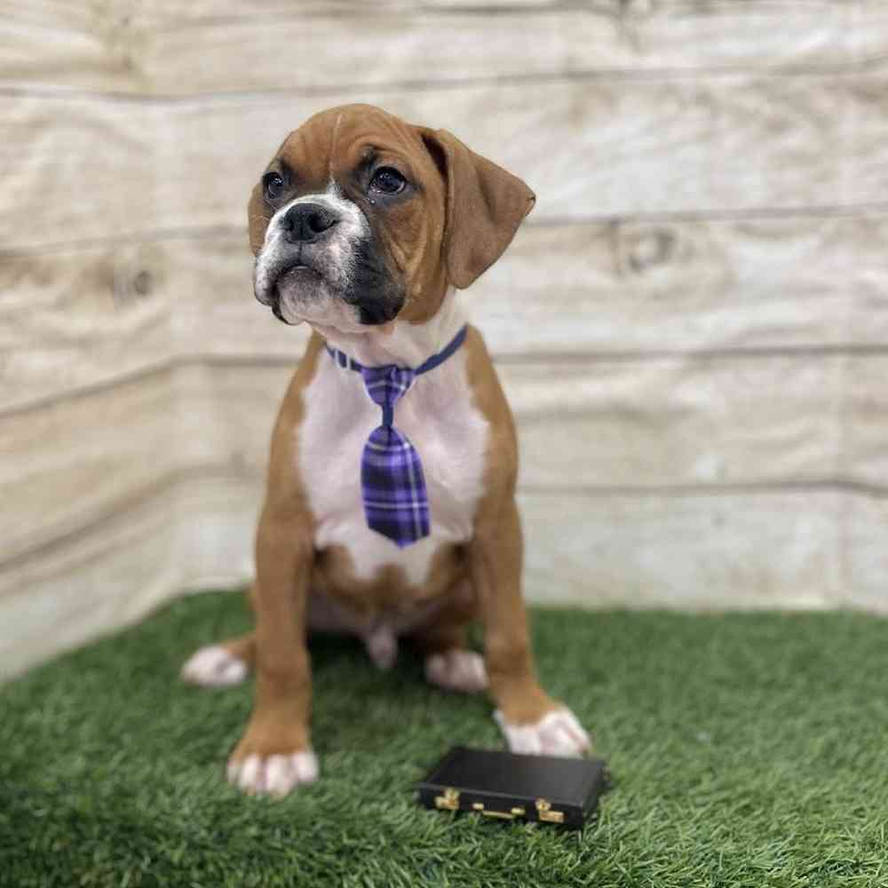Male Boxer Puppy for Sale in Braintree, MA
