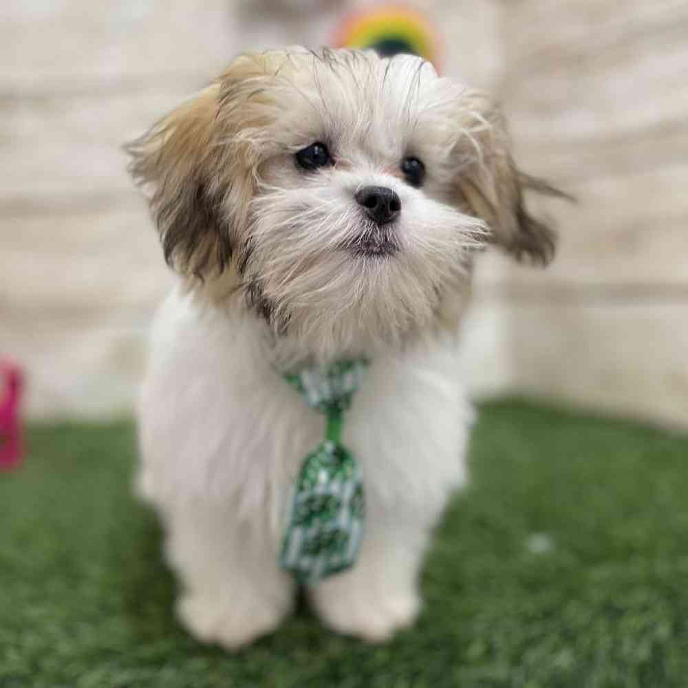 Male Malshi Puppy for Sale in Saugus, MA