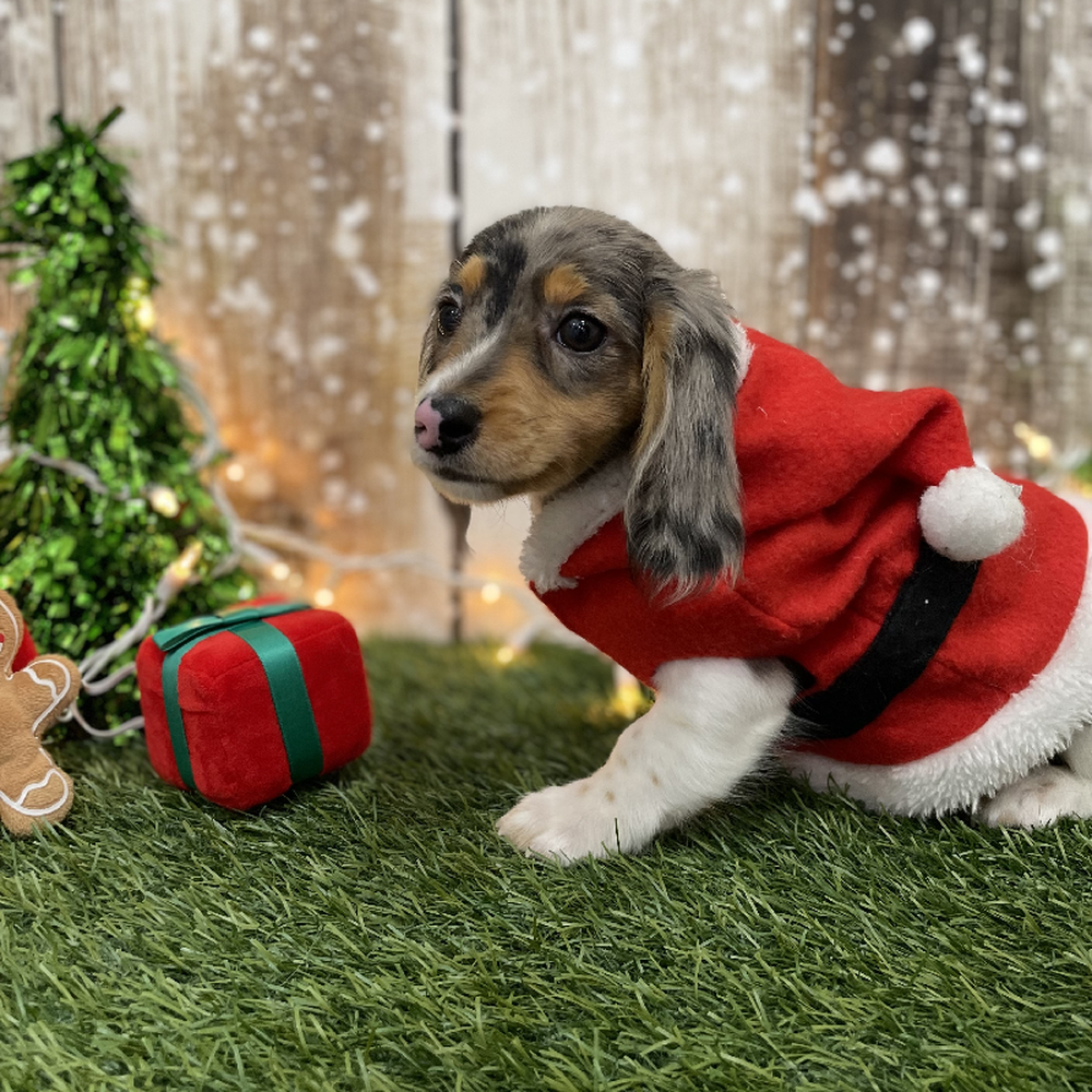 Male Dachshund Puppy for Sale in Braintree, MA