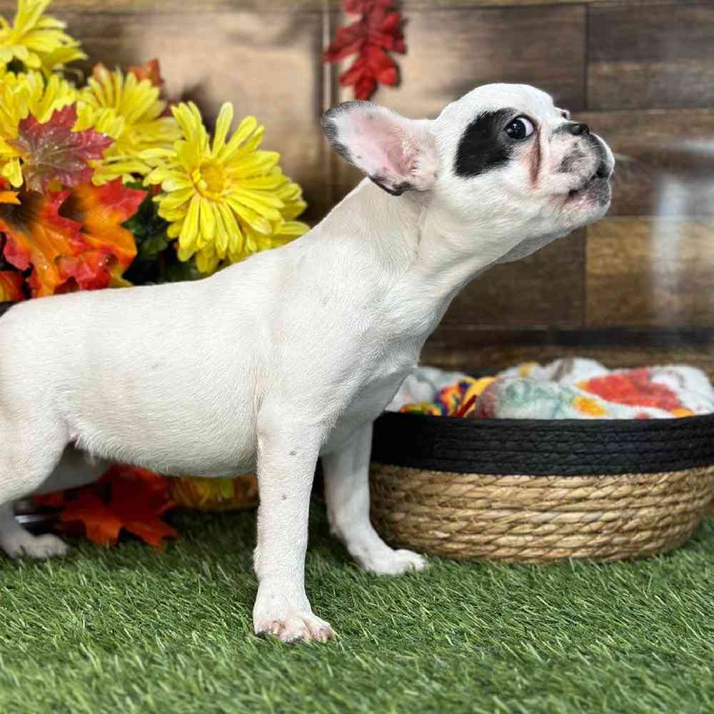 Male French Bulldog Puppy for Sale in Saugus, MA
