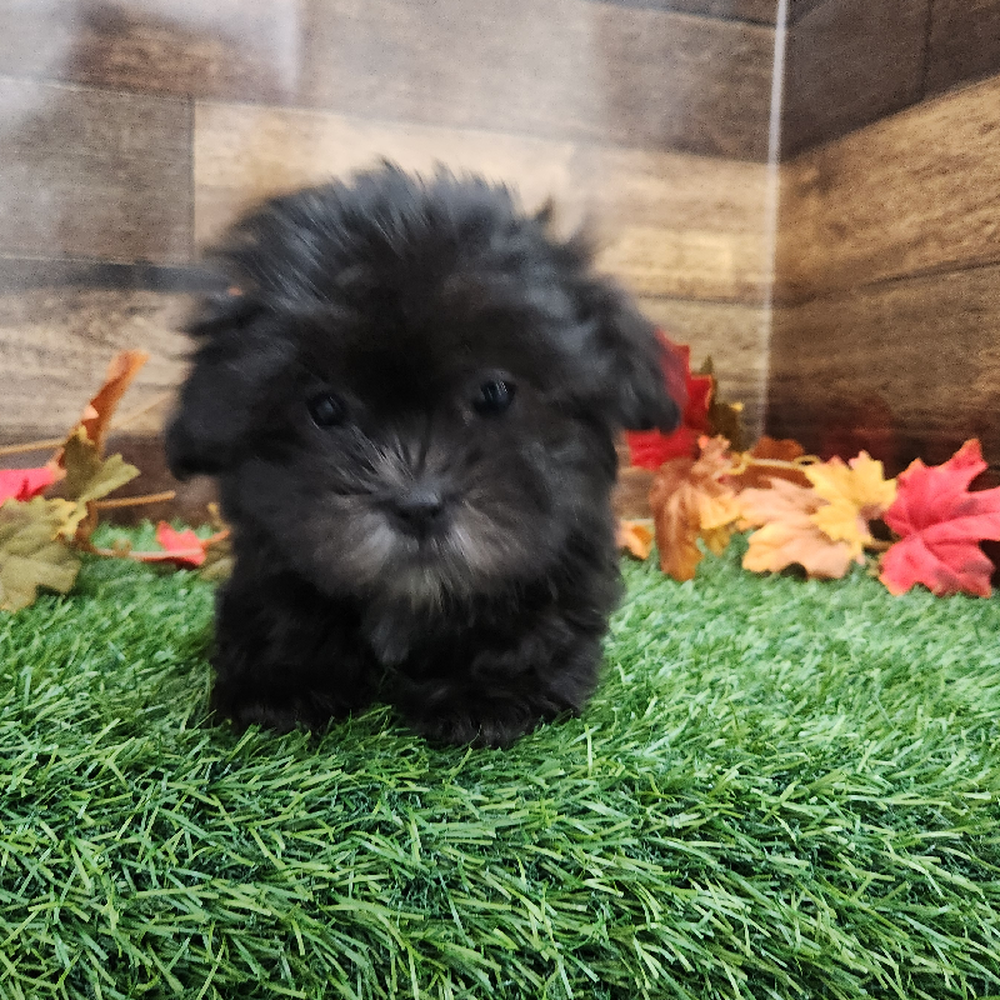 Female Malshi Puppy for Sale in Braintree, MA