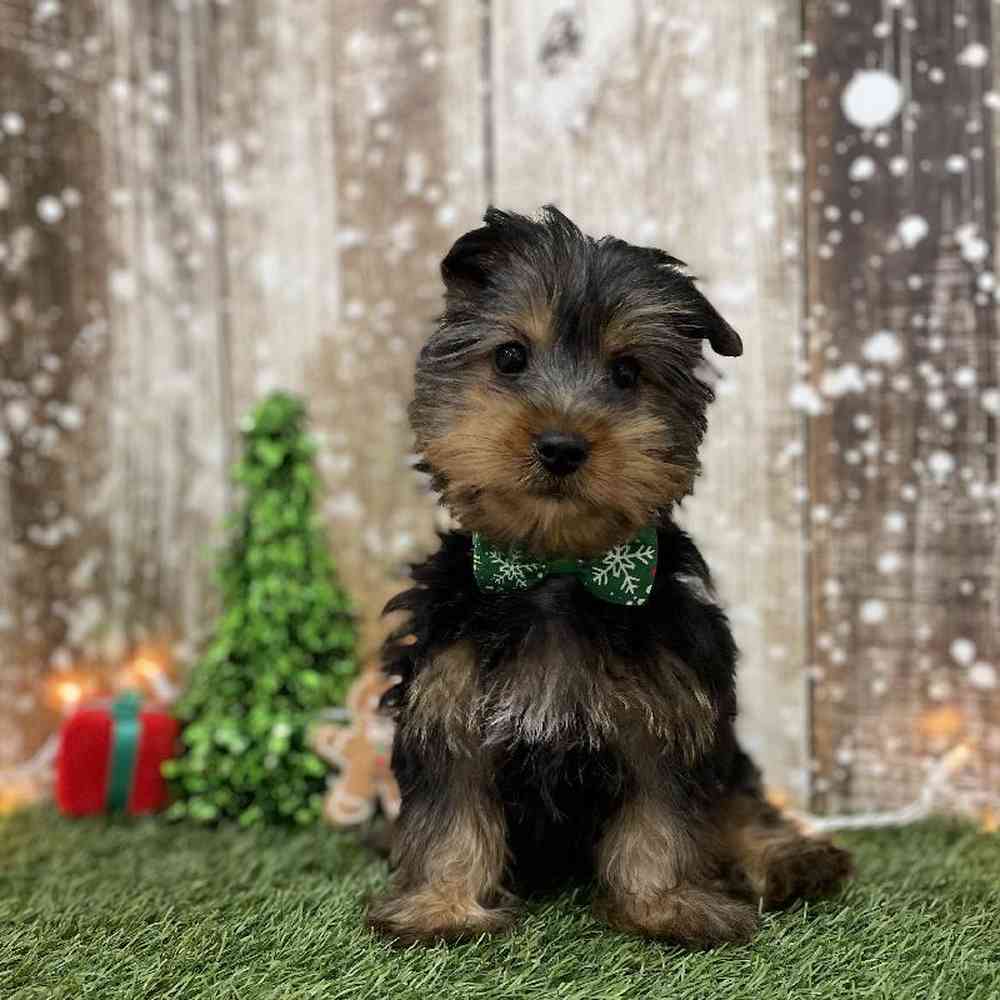 Male Silky Terrier Puppy for Sale in Braintree, MA