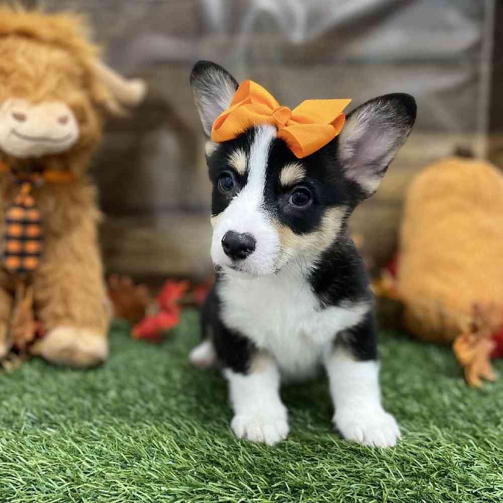 Female Pembroke Welsh Corgi Puppy for Sale in Braintree, MA