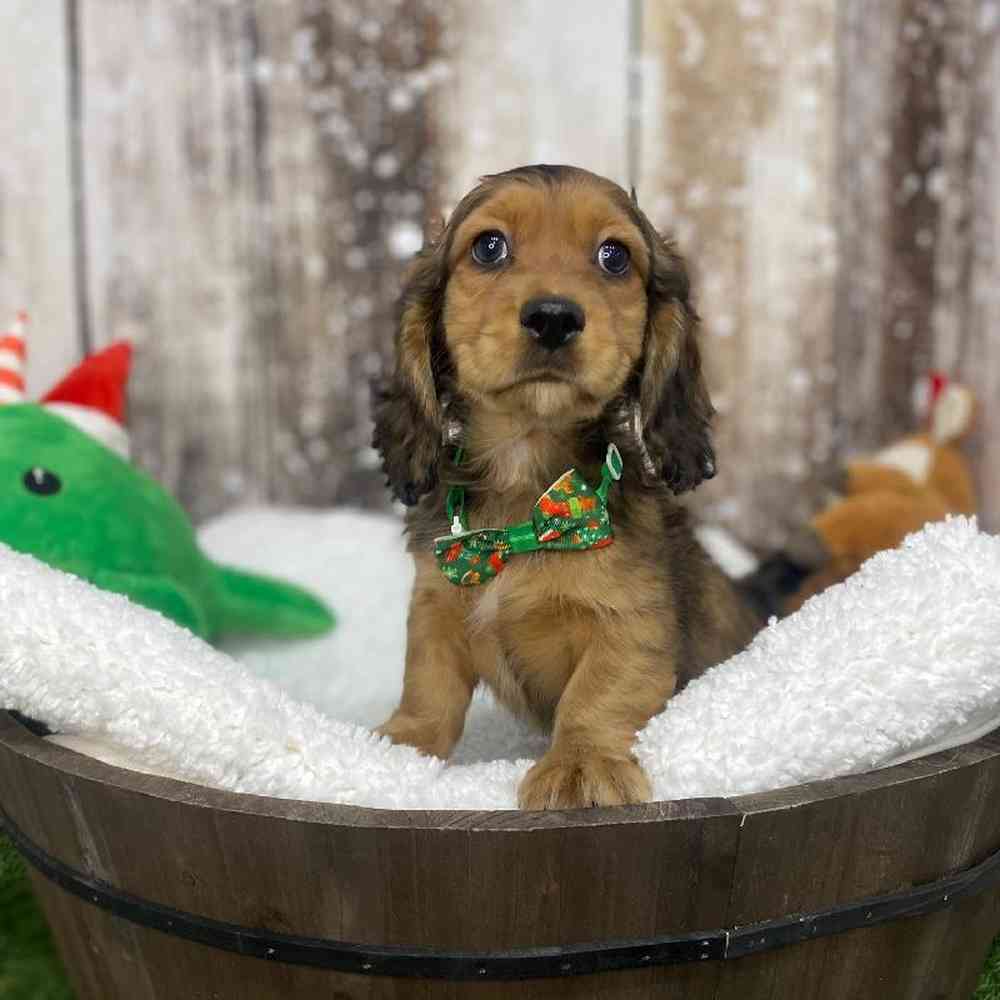 Male Docker Puppy for Sale in Saugus, MA