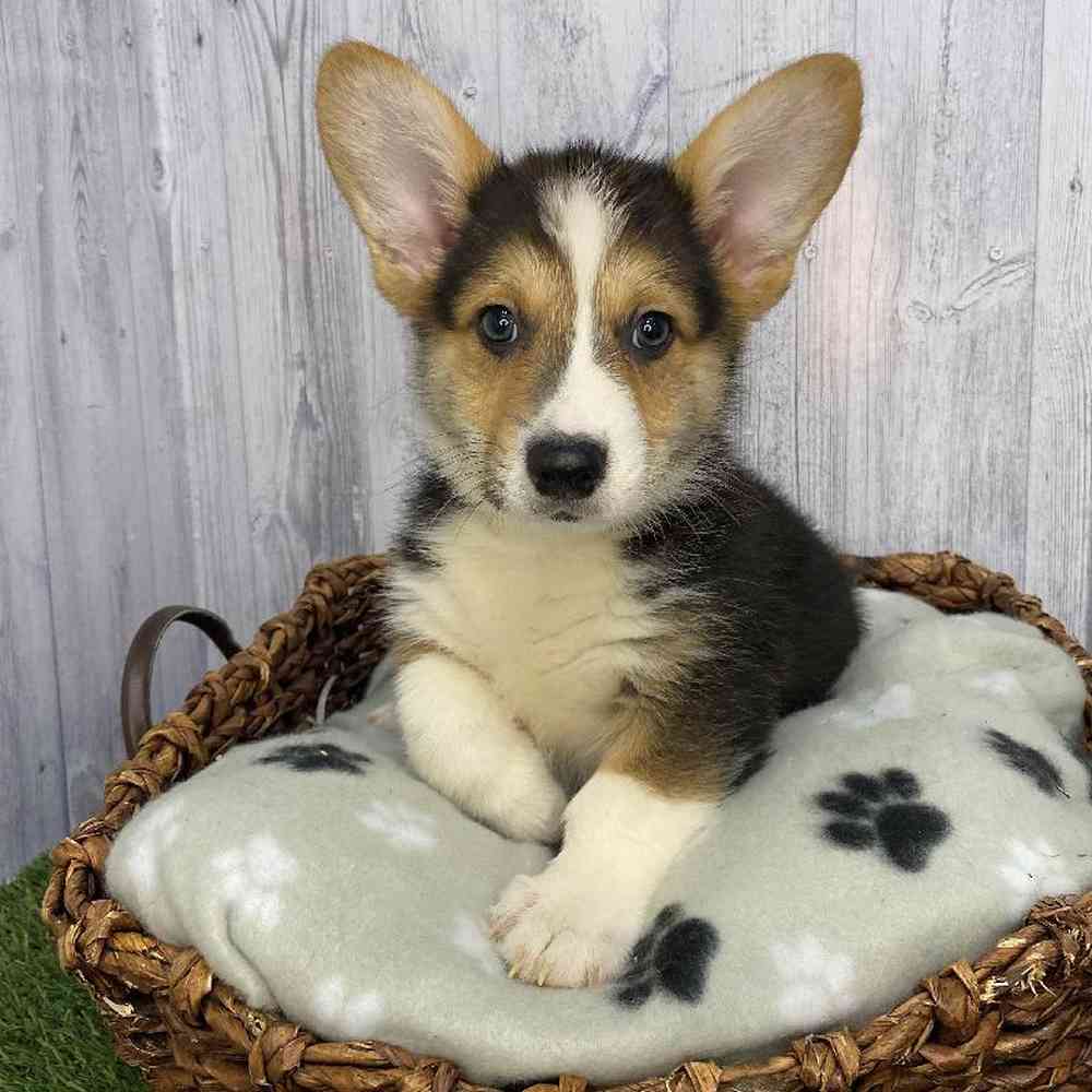 Male Pembroke Welsh Corgi Puppy for Sale in Saugus, MA