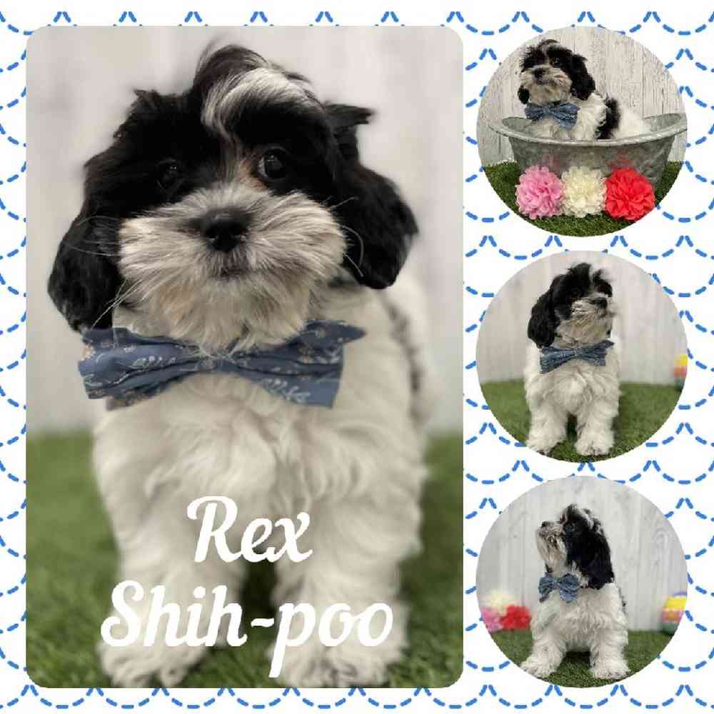 Male Shih-Poo Puppy for Sale in Braintree, MA