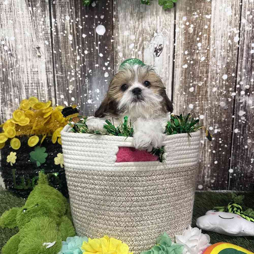 Male Shih Tzu Puppy for Sale in Saugus, MA