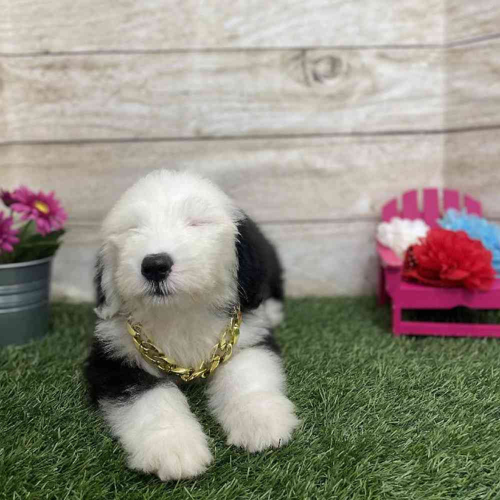 Male Old English Sheepdog Puppy for Sale in Braintree, MA