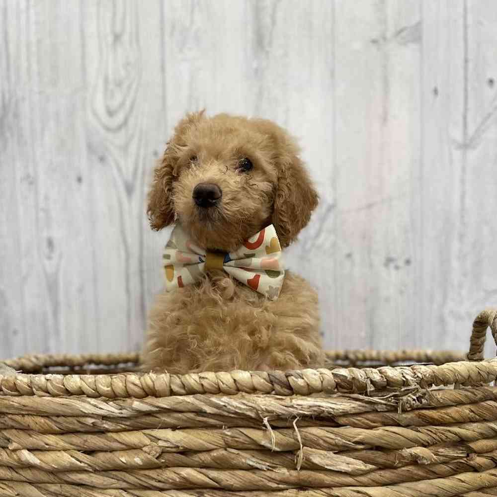 Male Mini Goldendoodle Puppy for Sale in Braintree, MA