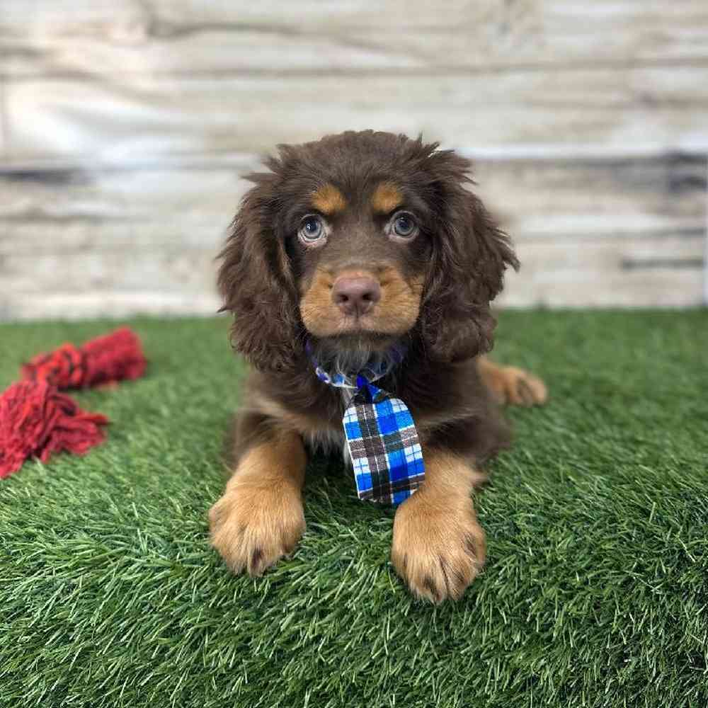 Male Cotralian (Mini Aussie/Cocker Spaniel) Puppy for Sale in Saugus, MA